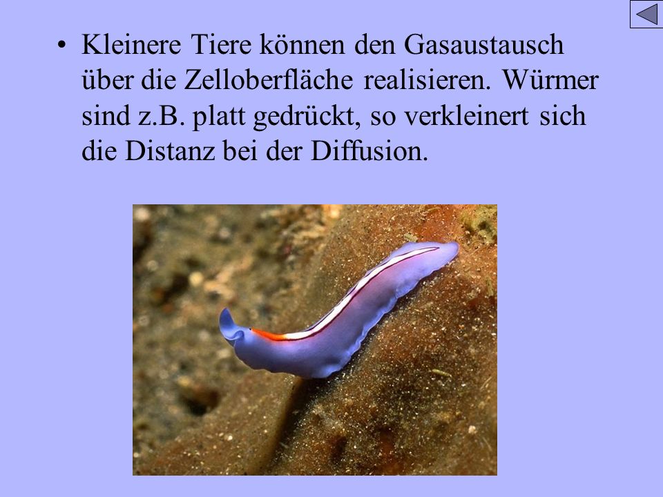 Die Parasiten im Organismus herauszuführen